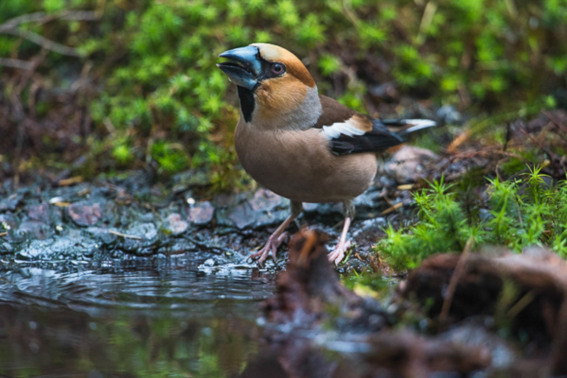 Appelvink